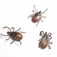 The Washington State Department of Health Wants Your Ticks