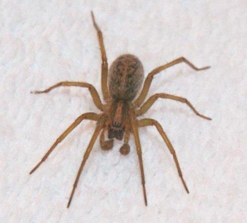 Spiders In Washington State Chart