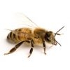 Bee stings and stinger removal: have we been doing it right?