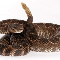 Venomous snakes in Washington – What are the chances you’ll meet one?